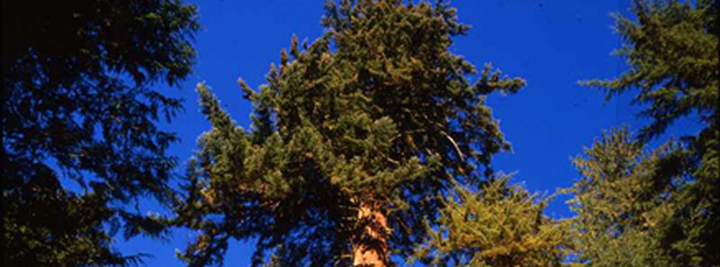 Find your dream home